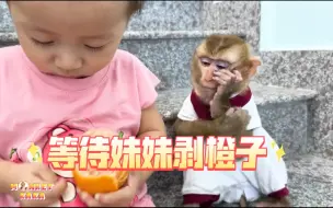 Descargar video: 对妹妹有无限耐心的小猴子