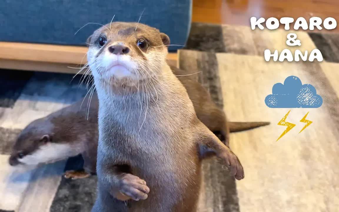 [图]Funny Otters React to Thunderstorm| 有趣的水獭对雷暴反应