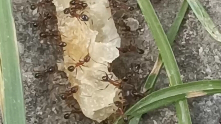 [图]可爱的小蚂蚁搬家居然这么猛