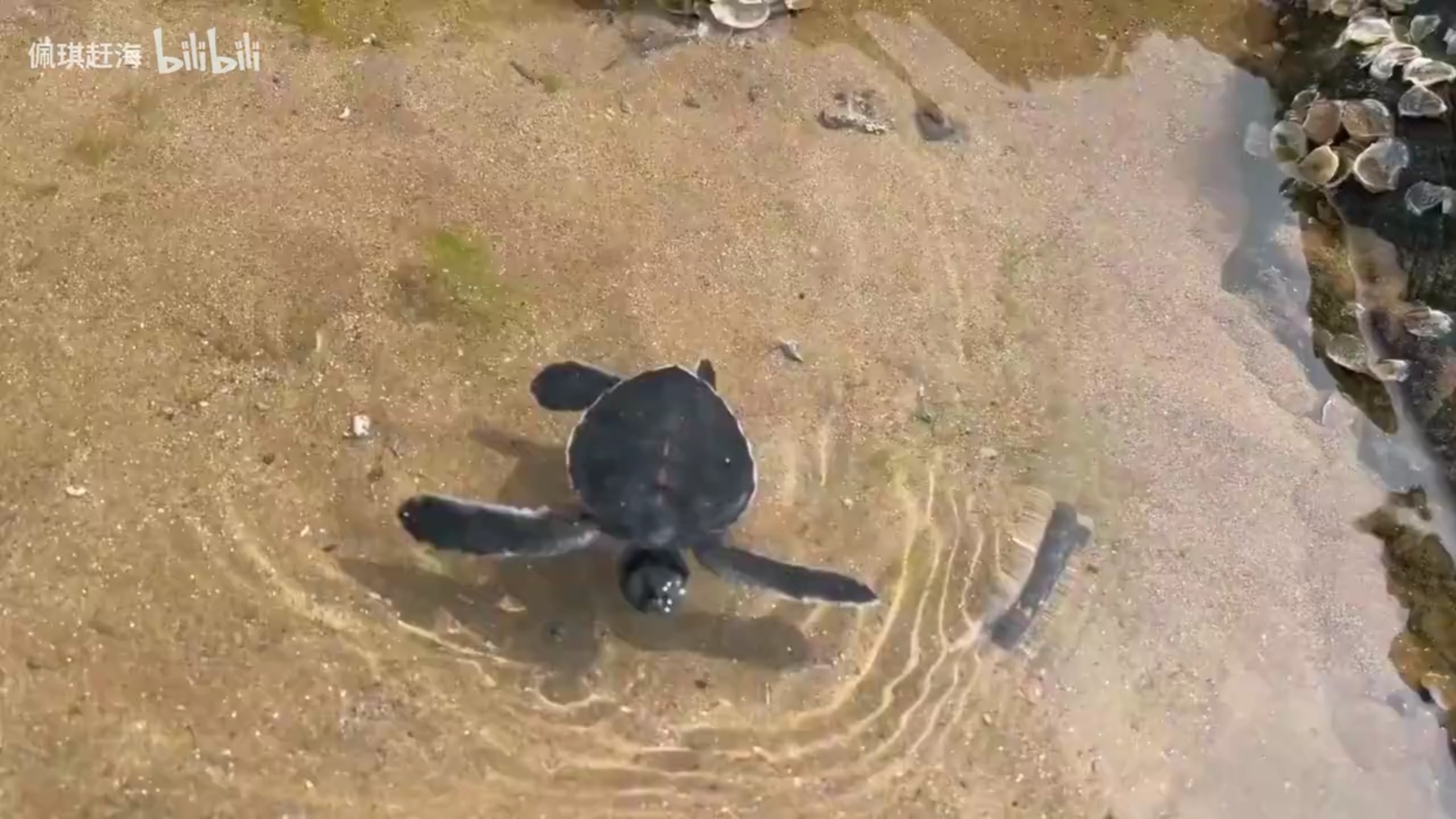 赶海发现一只搁浅的小海龟 也太可爱了