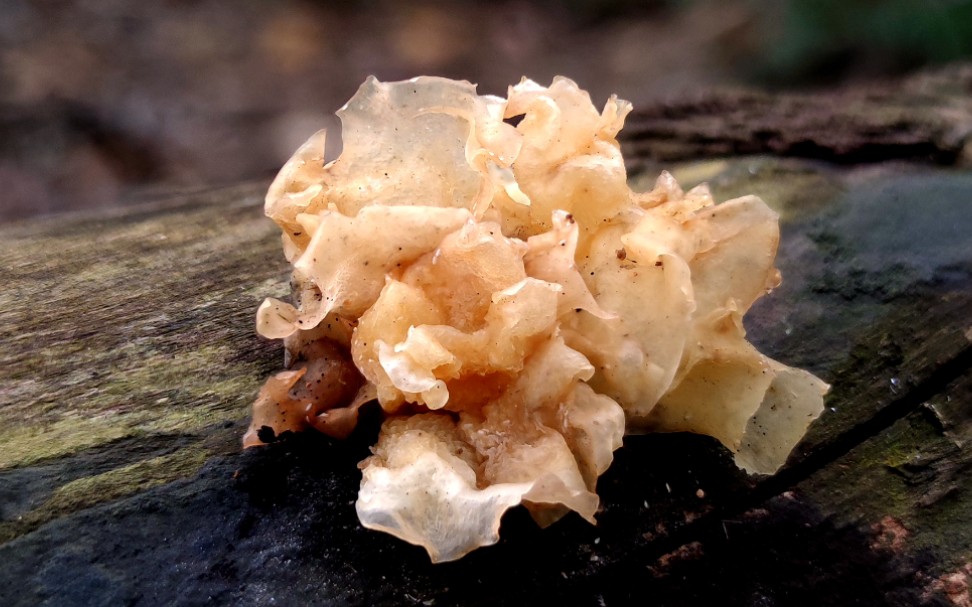 野生银耳摄于广州暹岗