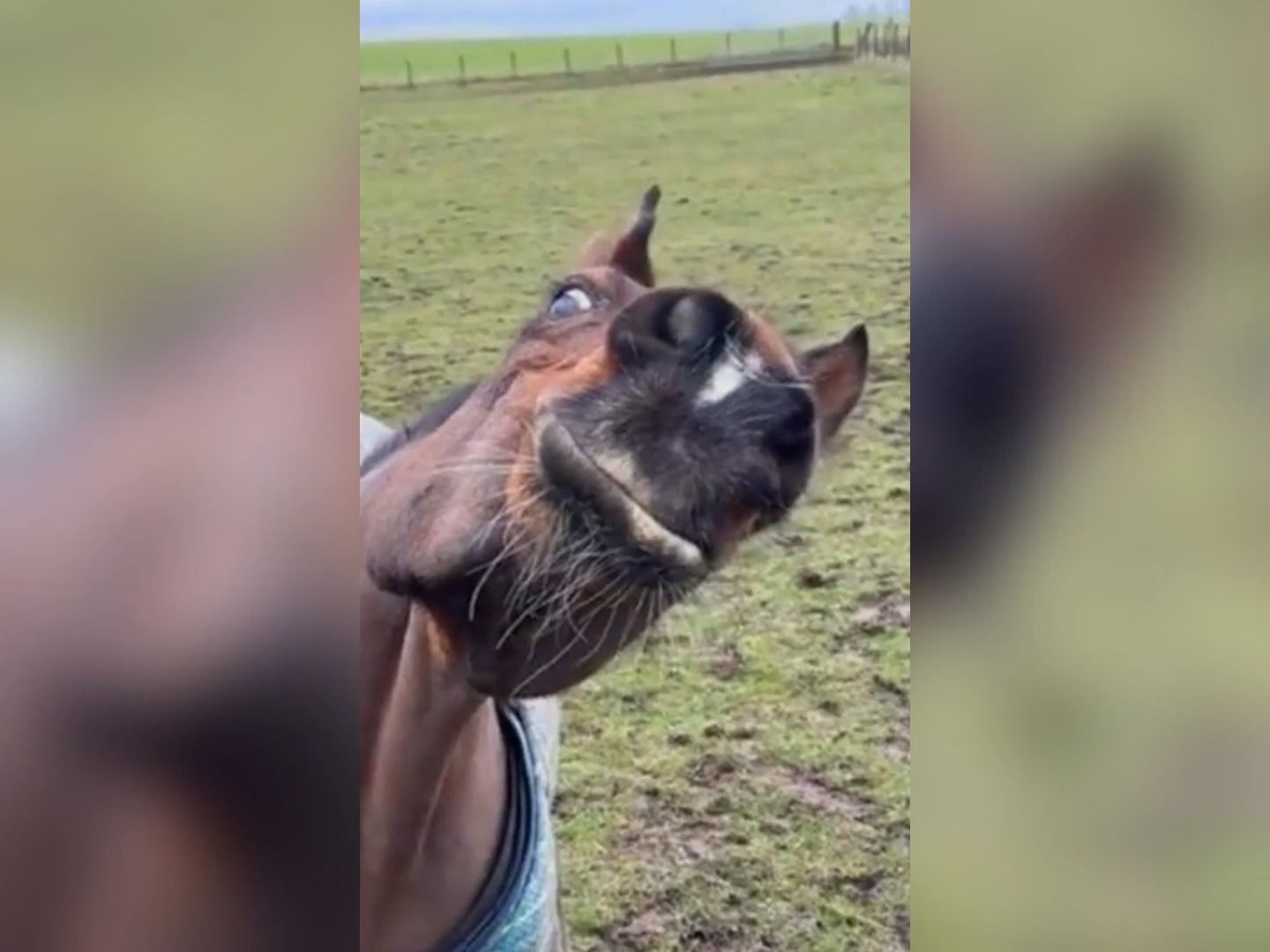 用鼻孔看人的小马,像极了我犯贱的好朋友