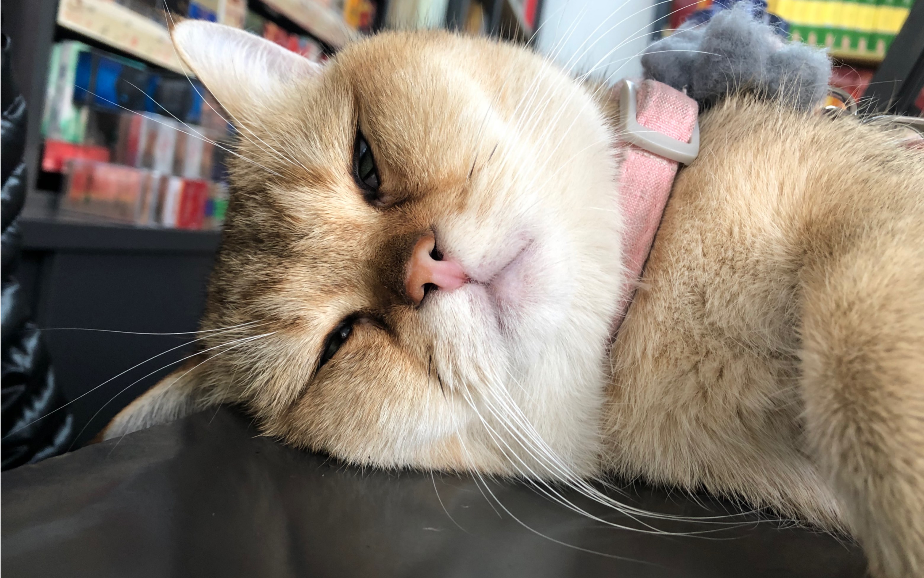 不肯回家的嘤嘤不开心的猫