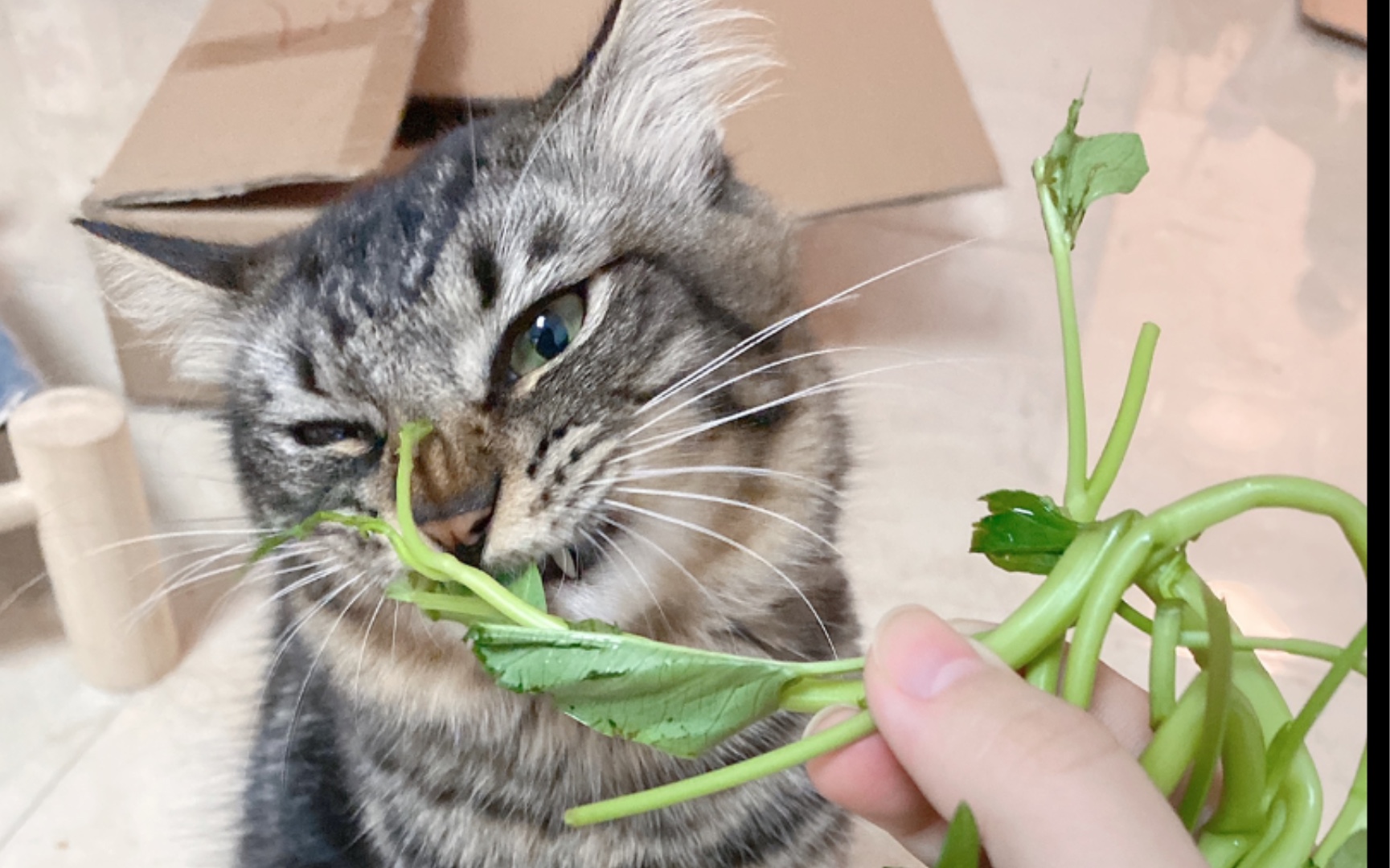 菜猫的自我修养 吃草都嘎嘎香