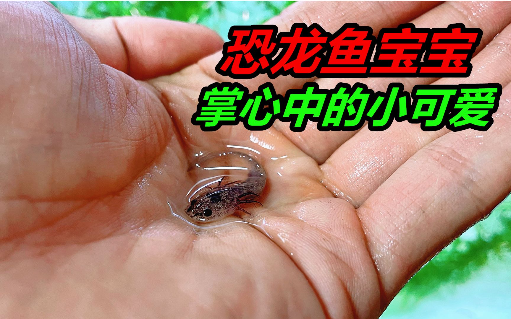 亲手养大的六角恐龙鱼,第一次捧在手心,谁能体会是什么感觉
