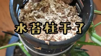 Descargar video: 【第75期】DIY水苔柱补水神器