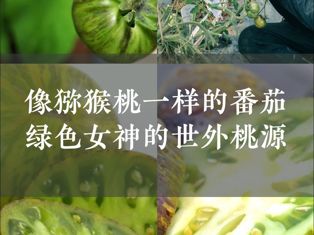 女神之王番茄图片