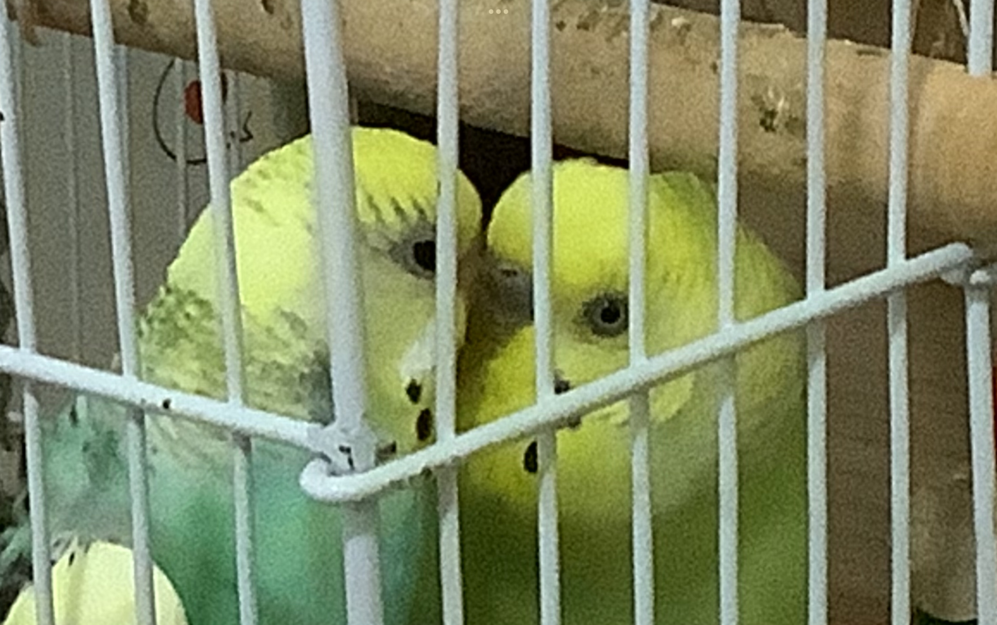 进一步观察怀孕小鹦鹉