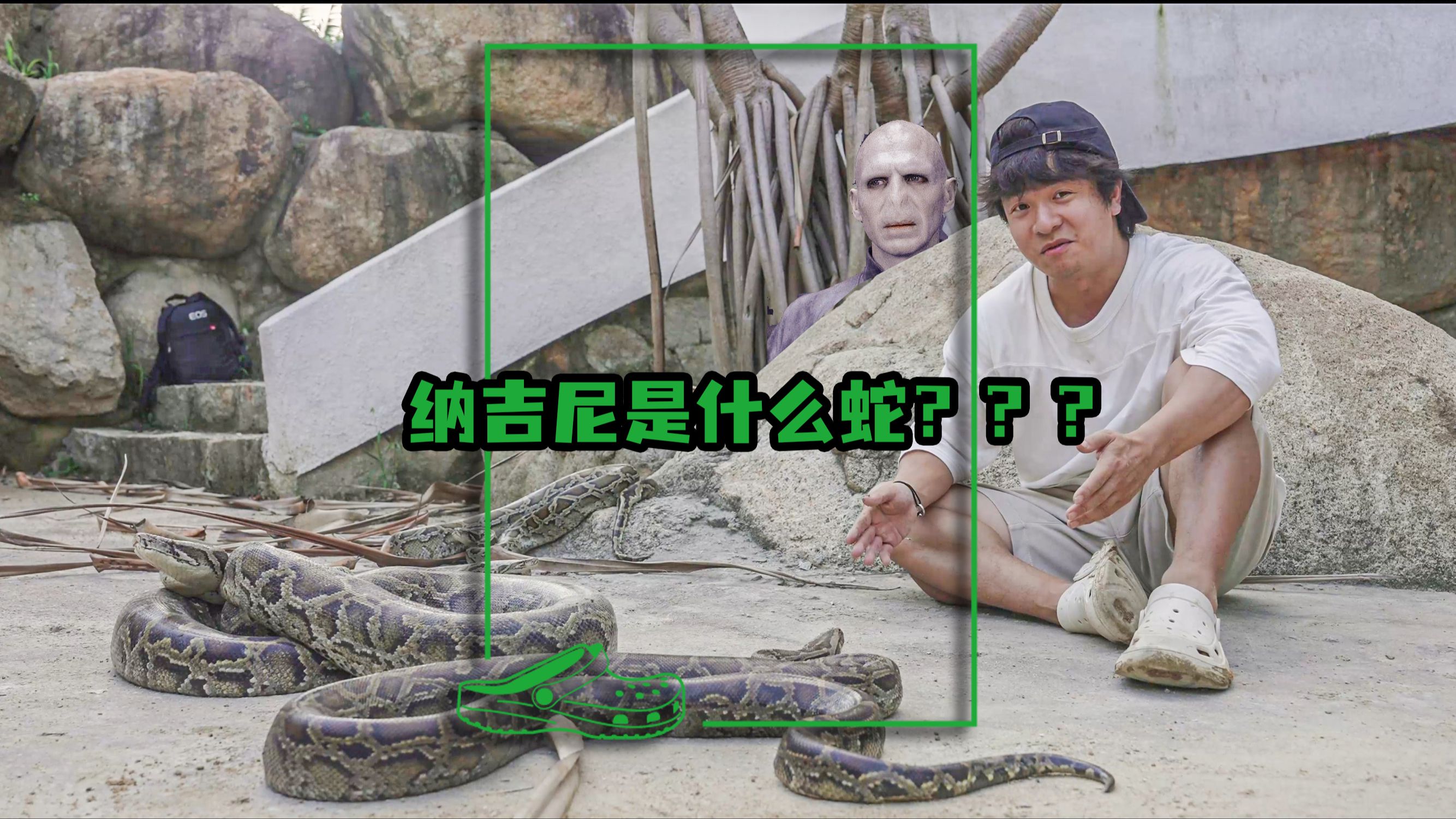 伏地魔的纳吉尼是什么蛇