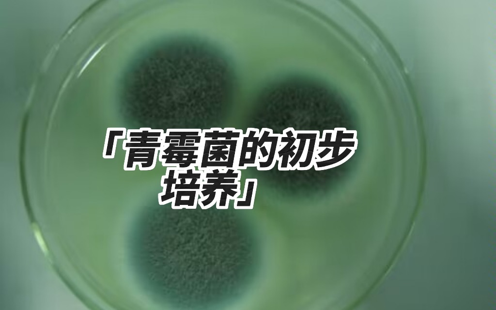 【青霉素提取系列】 第二集 青霉菌的初步培养哔哩哔哩bilibili