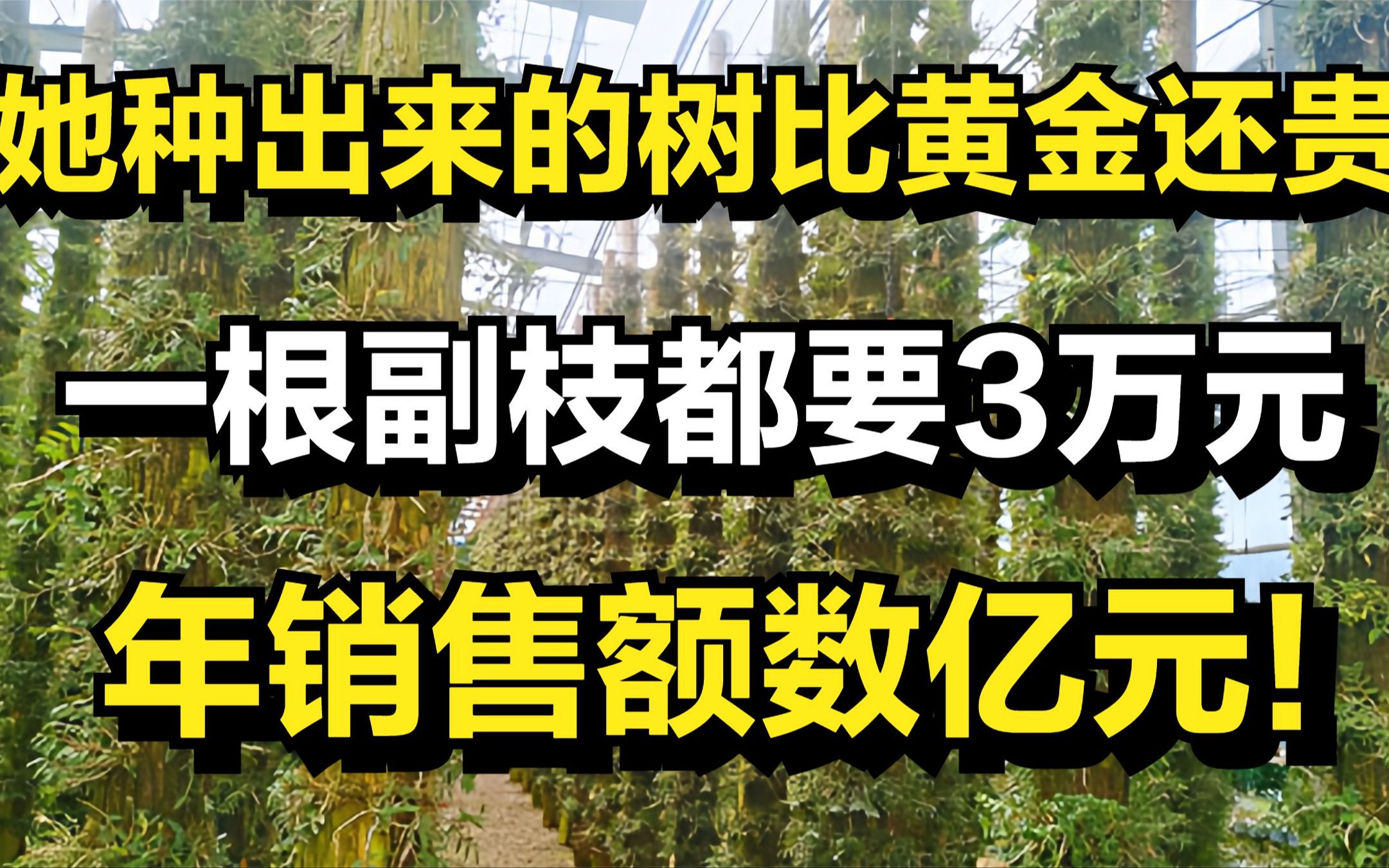 她种出来的树比黄金还贵,一根副枝都要3万元,年销售额数亿元!哔哩哔哩bilibili