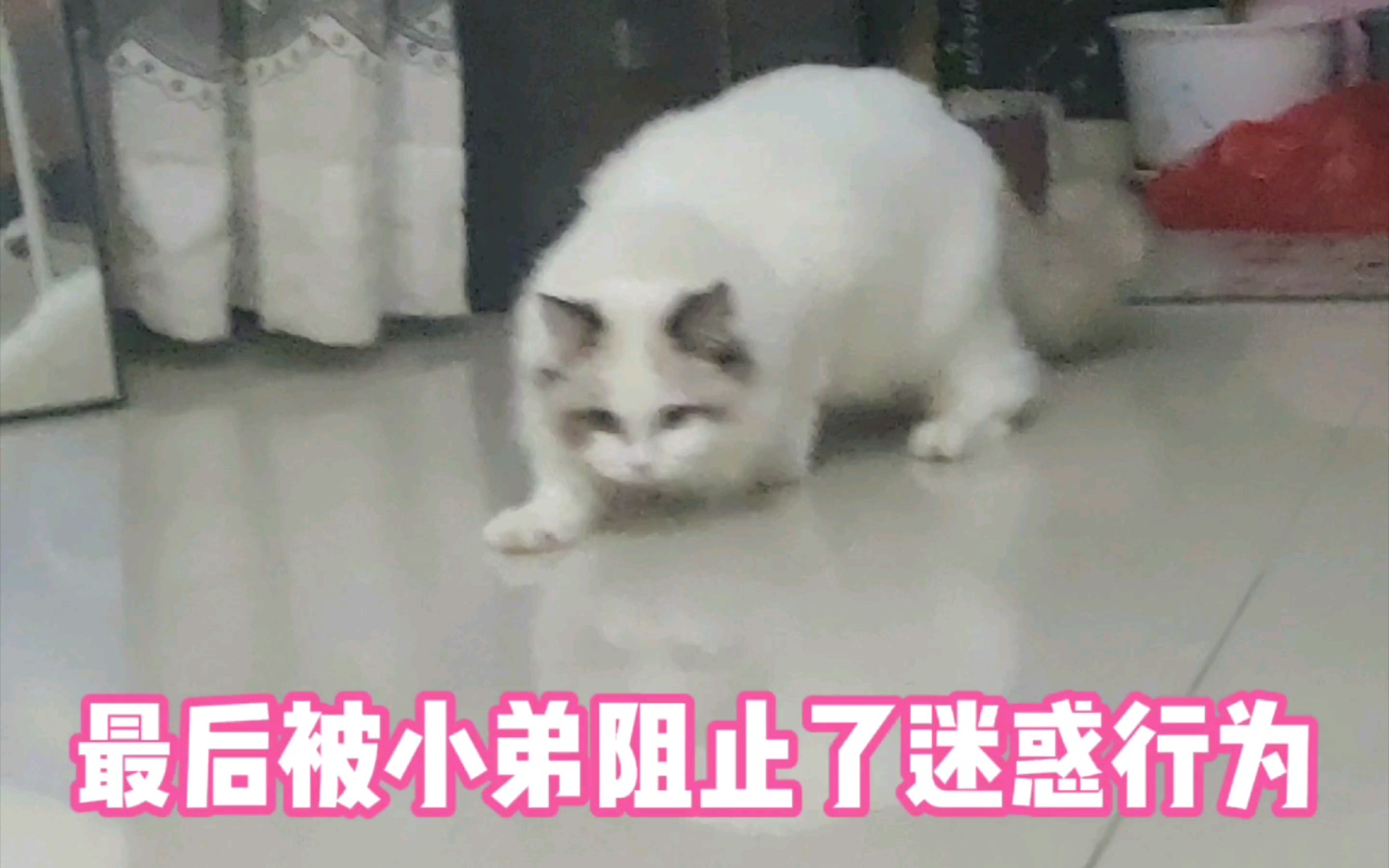 【怀孕小猫咪的迷惑行为】小傻傻要当妈妈啦!哔哩哔哩bilibili