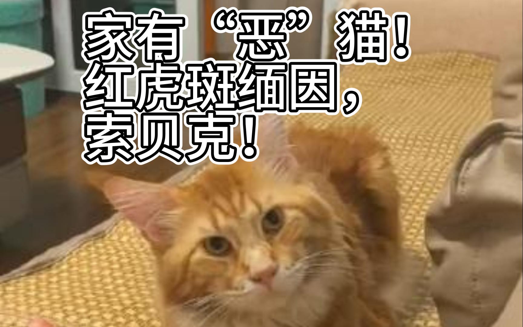 家有“恶”猫!哔哩哔哩bilibili