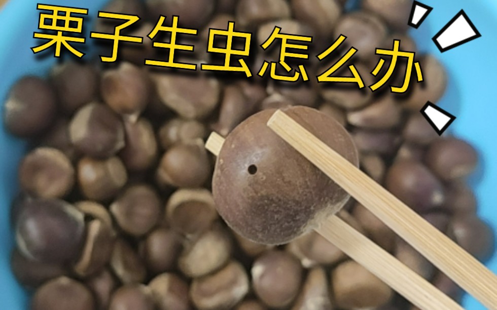 头皮发麻，板栗生虫啦，怎么办，哭辽【生虫板栗变美味】
