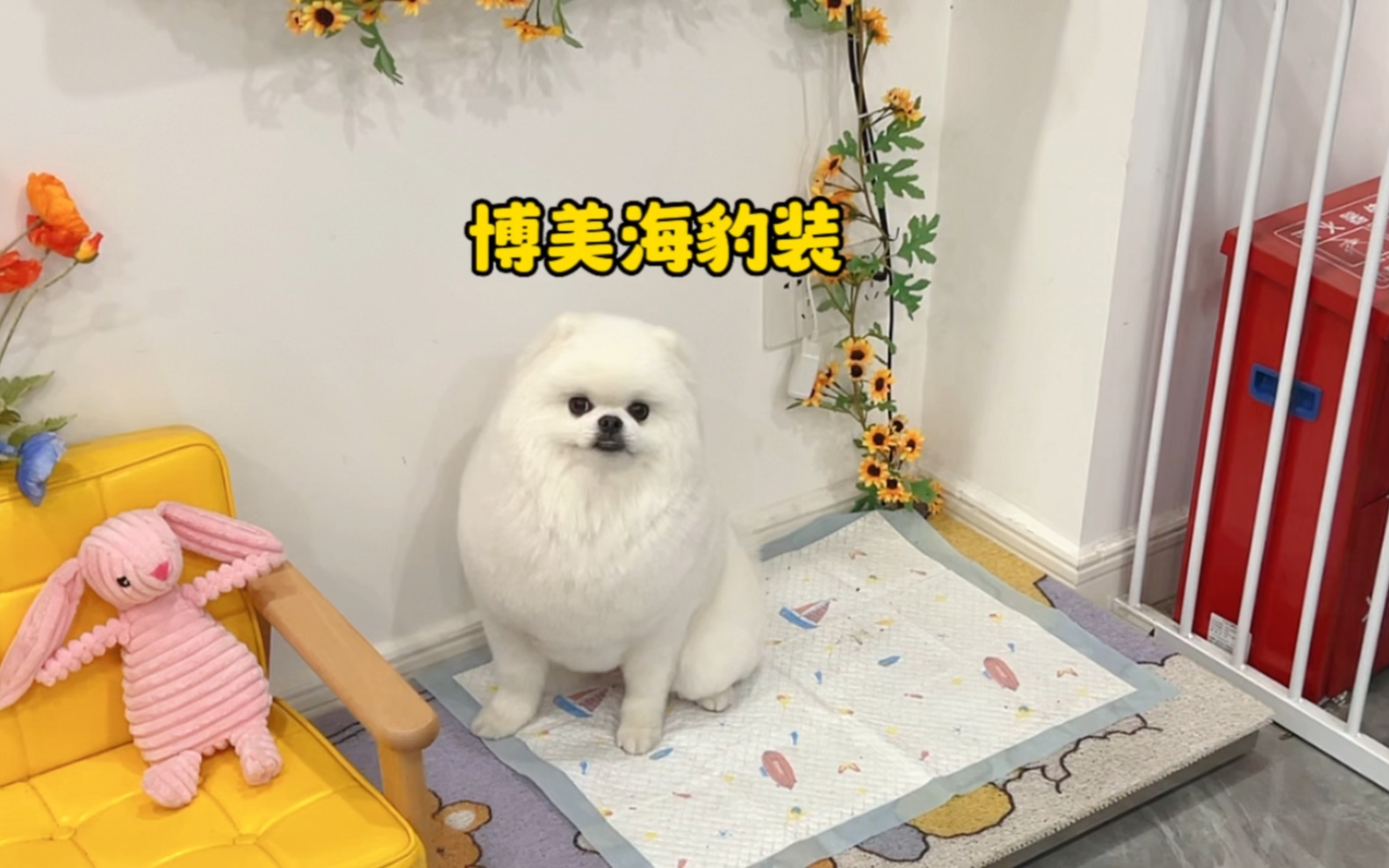 哎呀～ 给博美剪海豹装,花了三个小时的成果～-我的曰记本-默认收藏夹