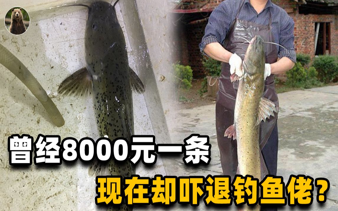 [图]有毒的“淡水鱼王”，过去能卖到8000一条，如今吓退无数钓鱼佬！