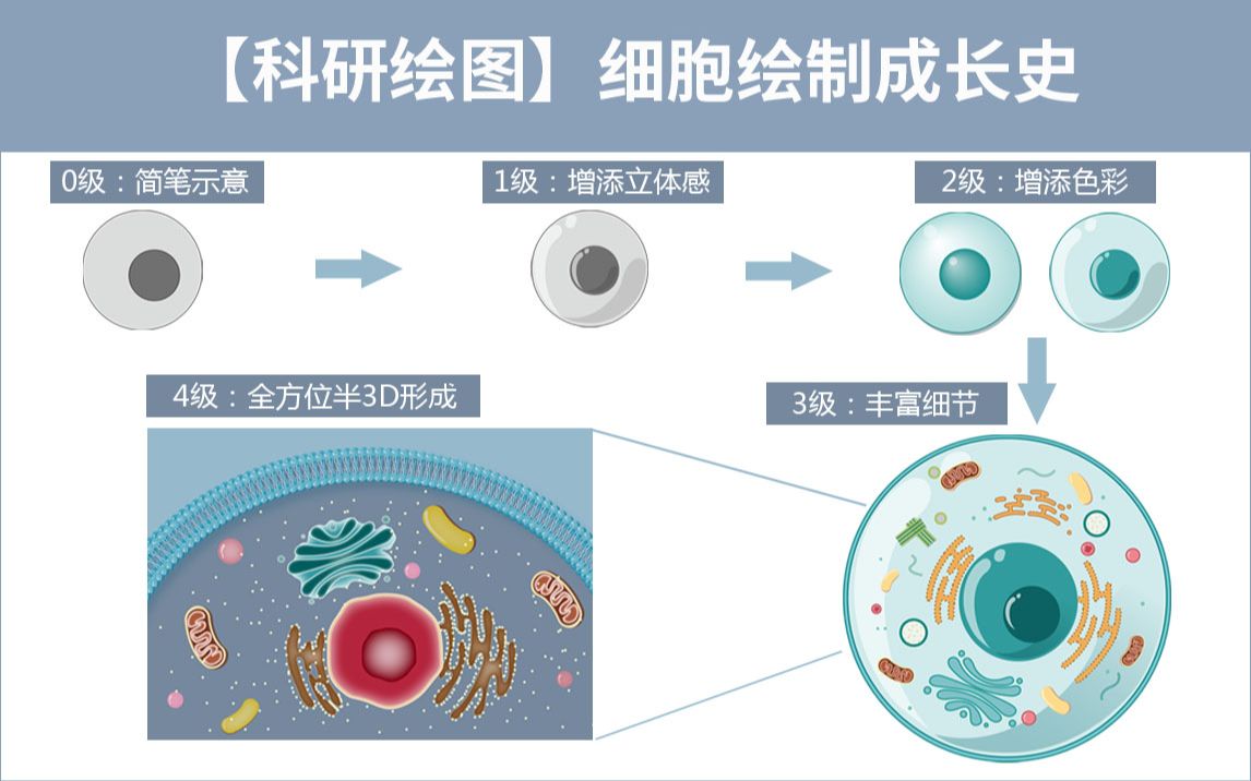 【科研绘图】细胞绘制成长史:从线稿到半3D示意图的形成哔哩哔哩bilibili