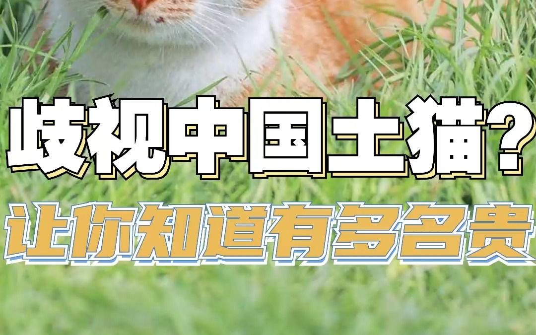 看土猫在古代有多高贵!别再喊土猫了!铲屎官们自信起来!哔哩哔哩bilibili