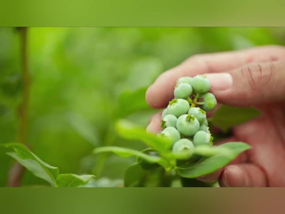 (鸿控)黑龙江大庆温室自动化控制系统哔哩哔哩bilibili