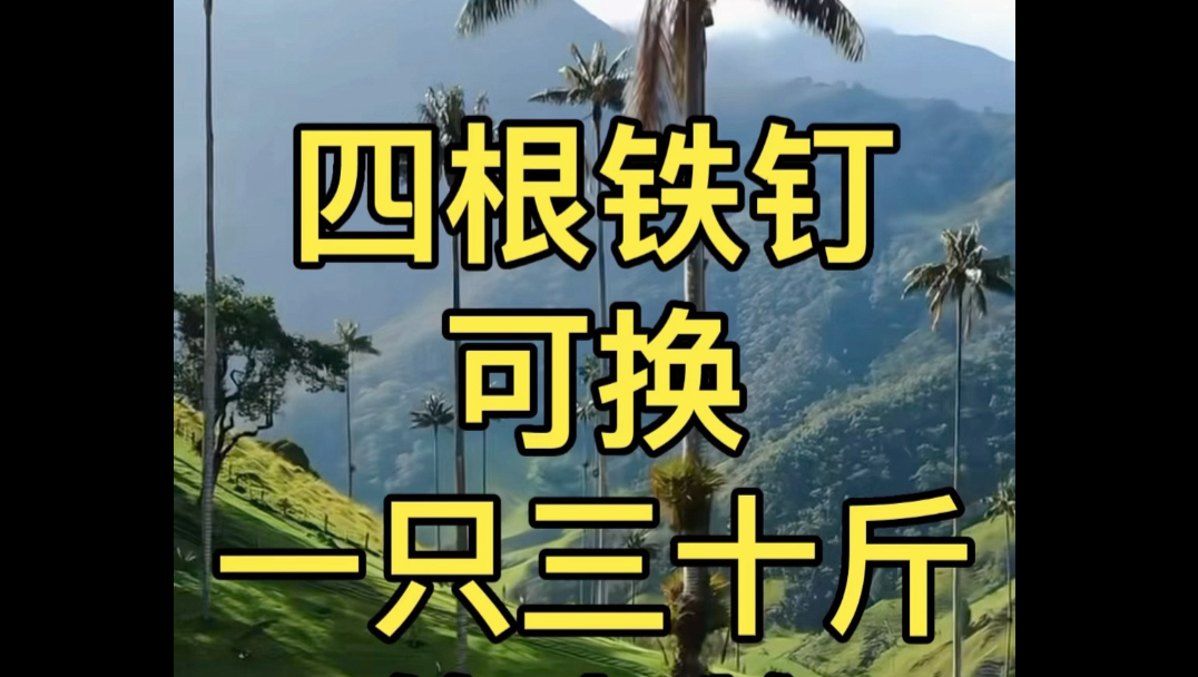老丁西洋梦：猪猪侠养的鸽子，猪猪侠养的企鹅（6）