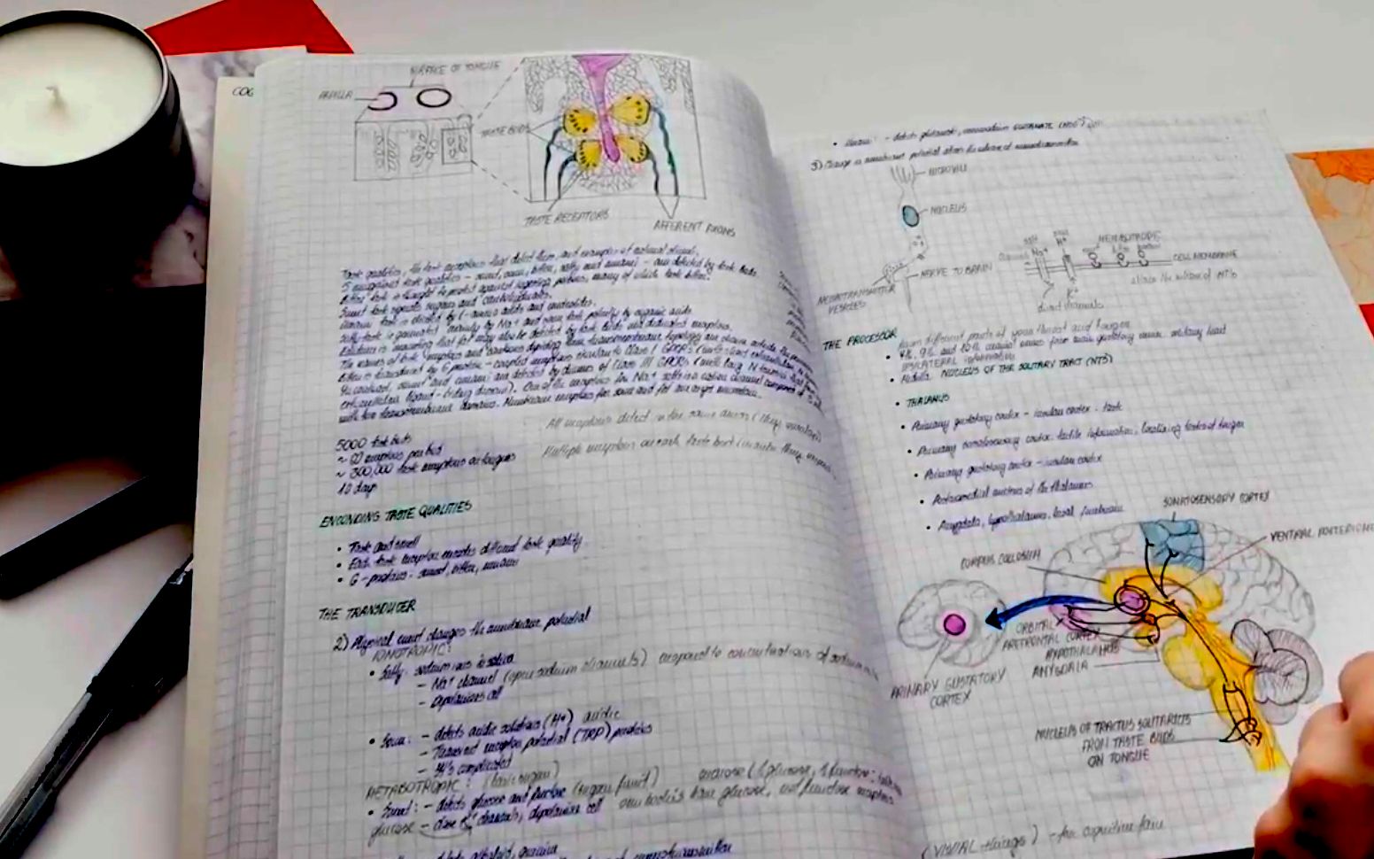 [图]【笔记 | 医学生大学笔记翻翻看+进化史 | study with me 】【academiceve】