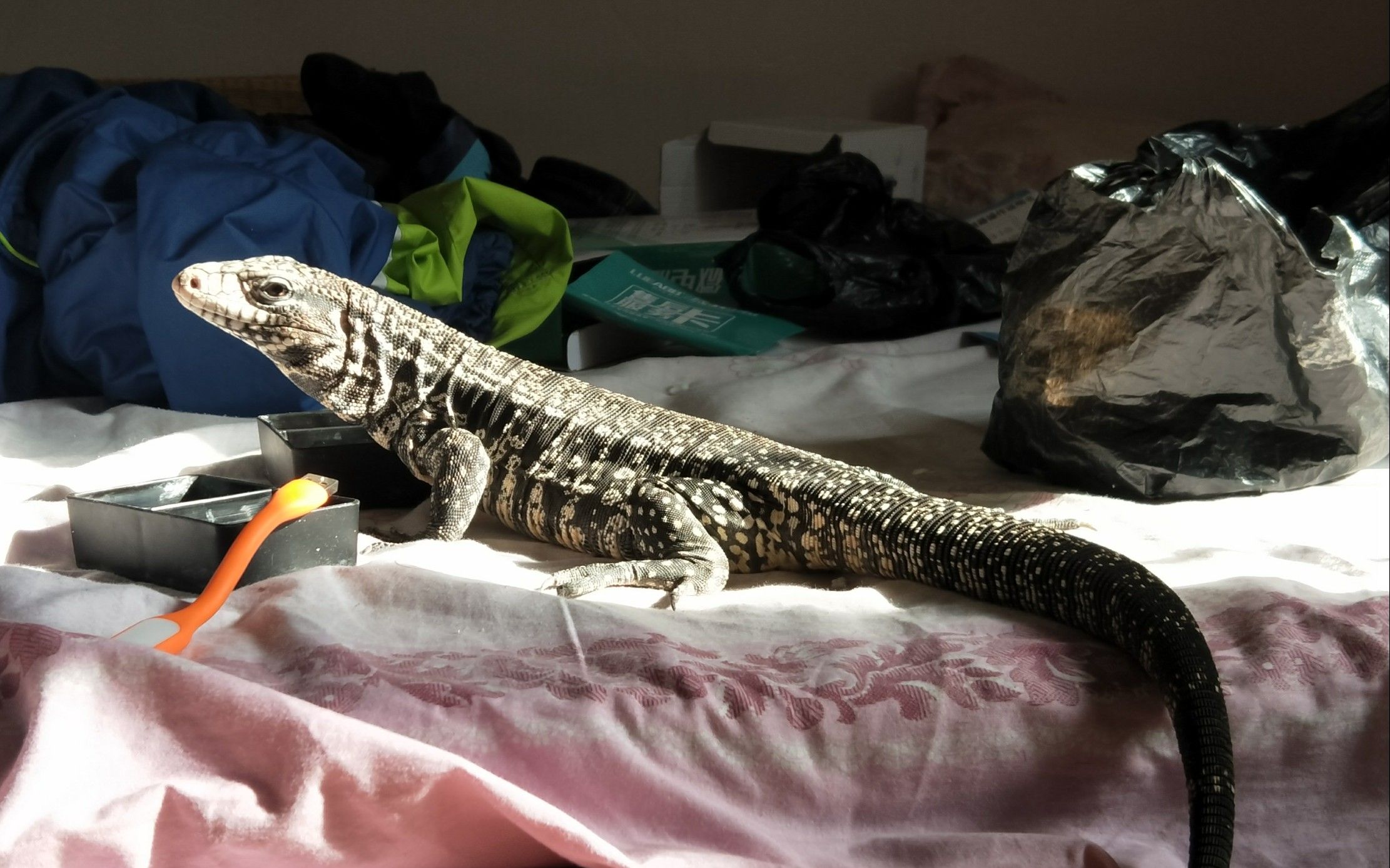 玻璃渣和他的动物朋友们新来的泰加公开求名字啦