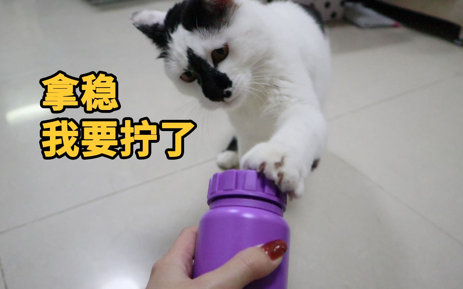 [图]猫：不会吧？还有人拧不开瓶盖？