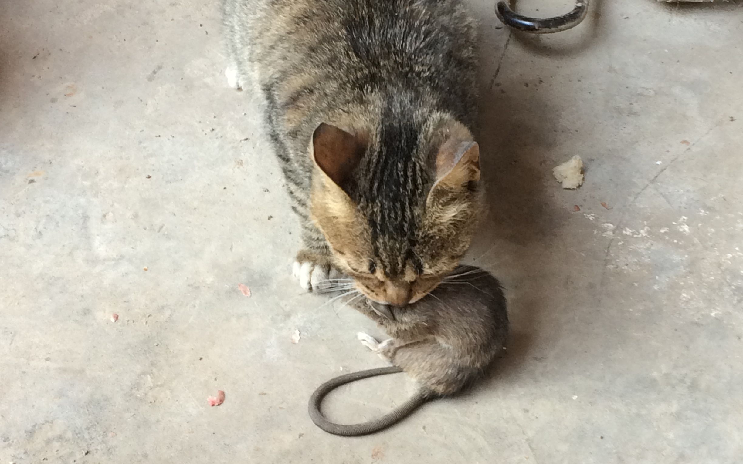 猫咪捕捉鸭子,最后,失败 狸花猫_哔哩哔哩_bilibili