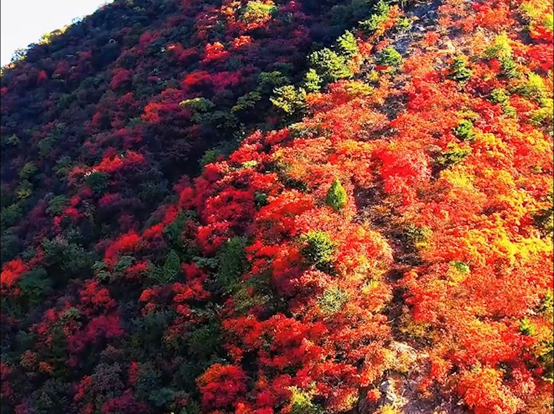 现在,集合,准备!在《这一刻钟》,赏河南美景,品中原魅力!哔哩哔哩bilibili