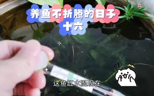 Video herunterladen: 养鱼不折腾的日子十六，持续低温天气，5度水温鱼儿不活跃了，开始停食。