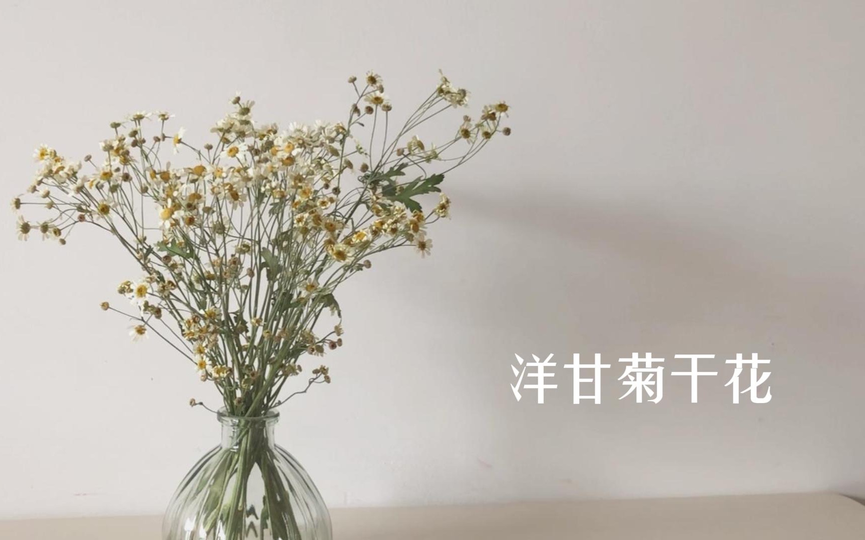 [图]洋甘菊干花