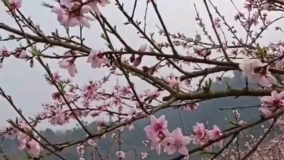 [图]桃花艳艳