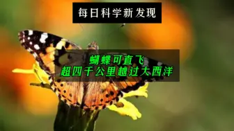 Video herunterladen: 【每日科学新发现】蝴蝶可直飞超四千公里越过大西洋。网友：莫非它有空中加油机？