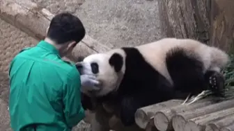 Скачать видео: 宋三岁抱睿宝下班（完整版） 睿宝发现宋三岁手里没有小苹果，转身就爬树，最后还是被抓住乖乖下班，这一幕真的太好笑了！