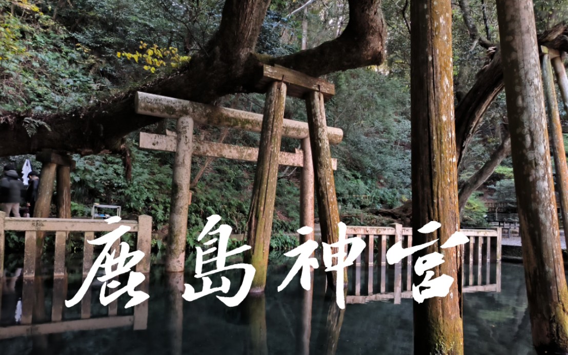 【茨城】鹿岛神宫| 传说「要石」之下是大鲶鱼的头部