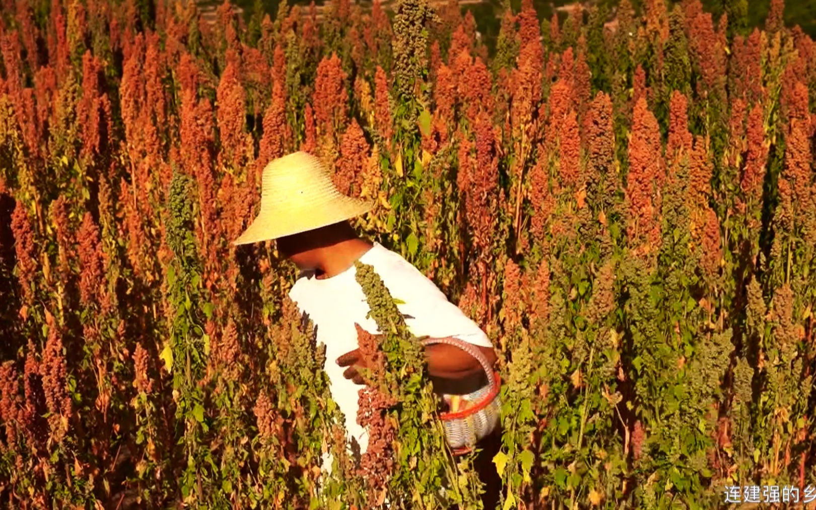 刚采摘下来的花椒粒,做一顿手擀麻辣粉,大树底下吃完嘴都发麻哔哩哔哩bilibili