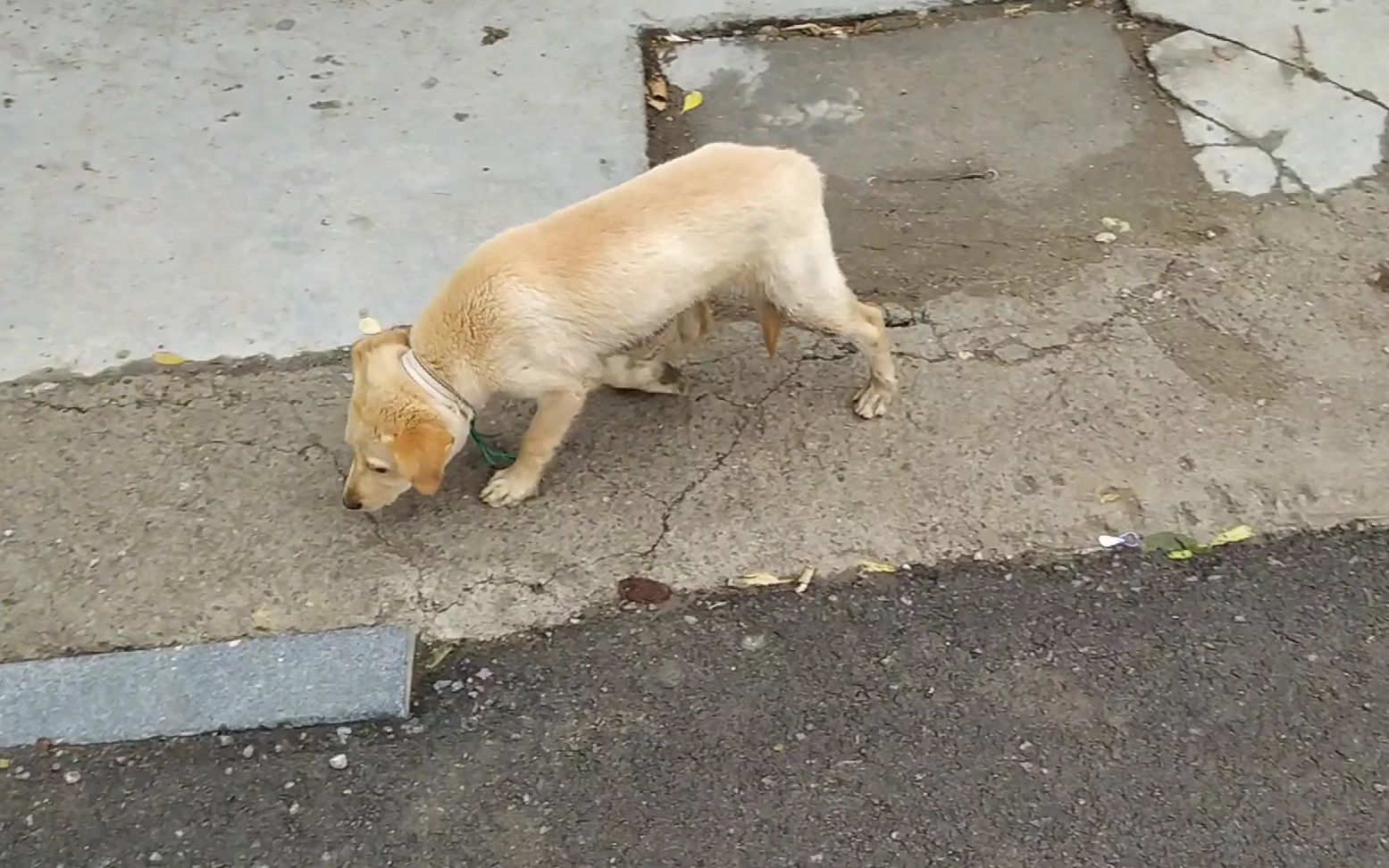 可怜的中华田园犬 卑微的在街头吃垃圾