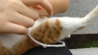 膝跳反射 哔哩哔哩 Bilibili