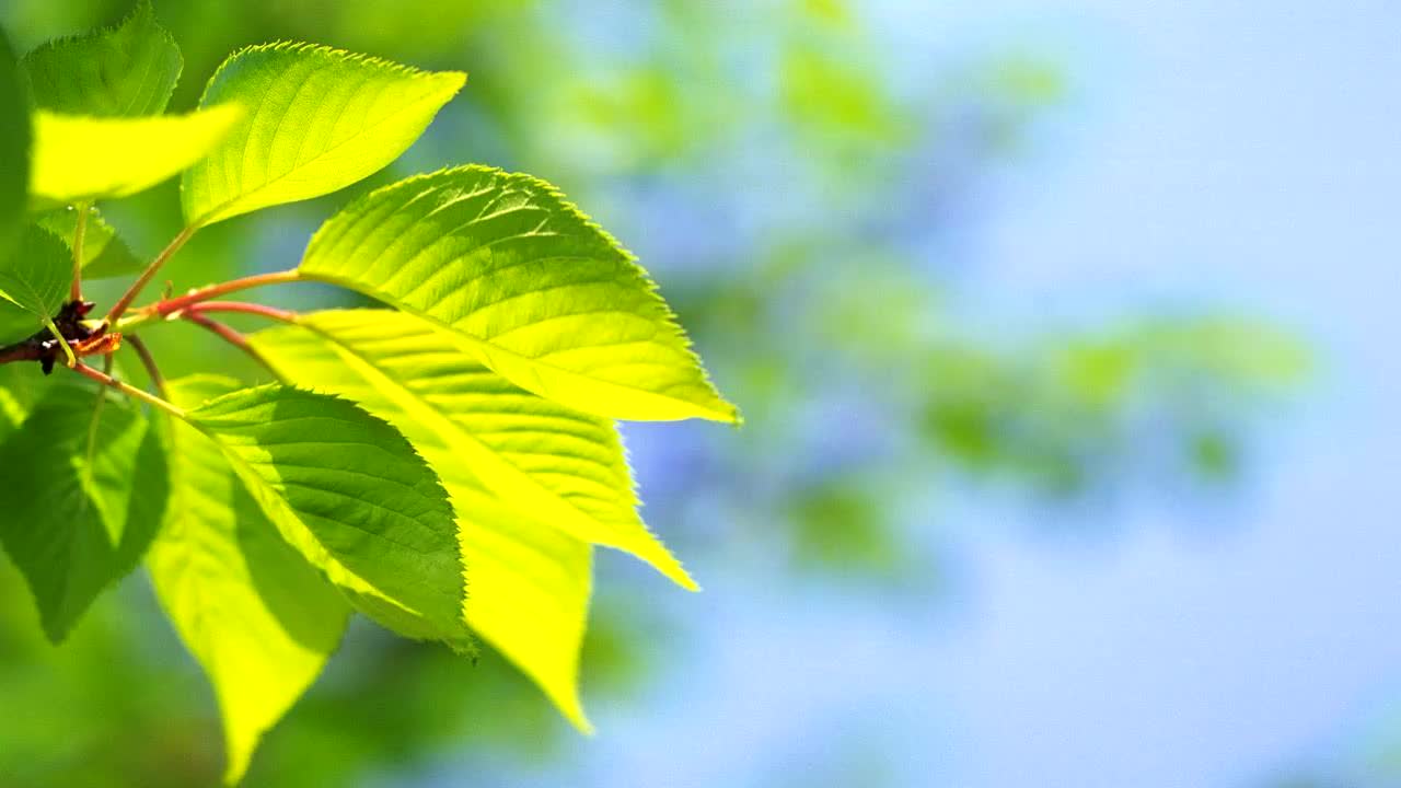 背景 壁纸 绿色 绿叶 树叶 植物 桌面 1280_720