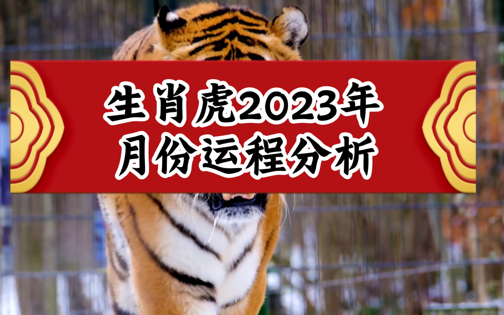 生肖虎2023年月份运不分析!属虎的你在吗!哔哩哔哩bilibili