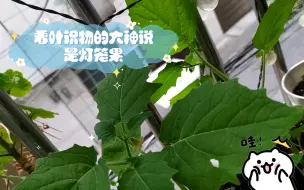 Descargar video: 看叶识物的大神说是灯笼果