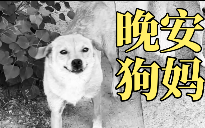 晚安,狗妈
