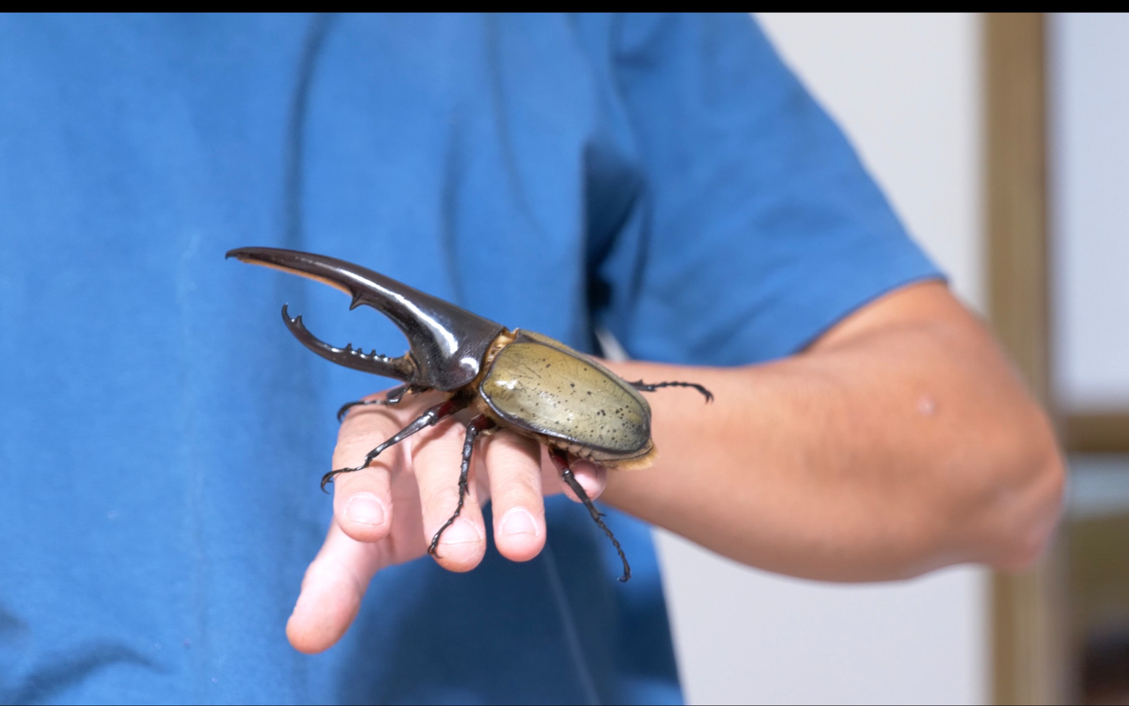 去森林里野采吧少年把玩长戟大兜