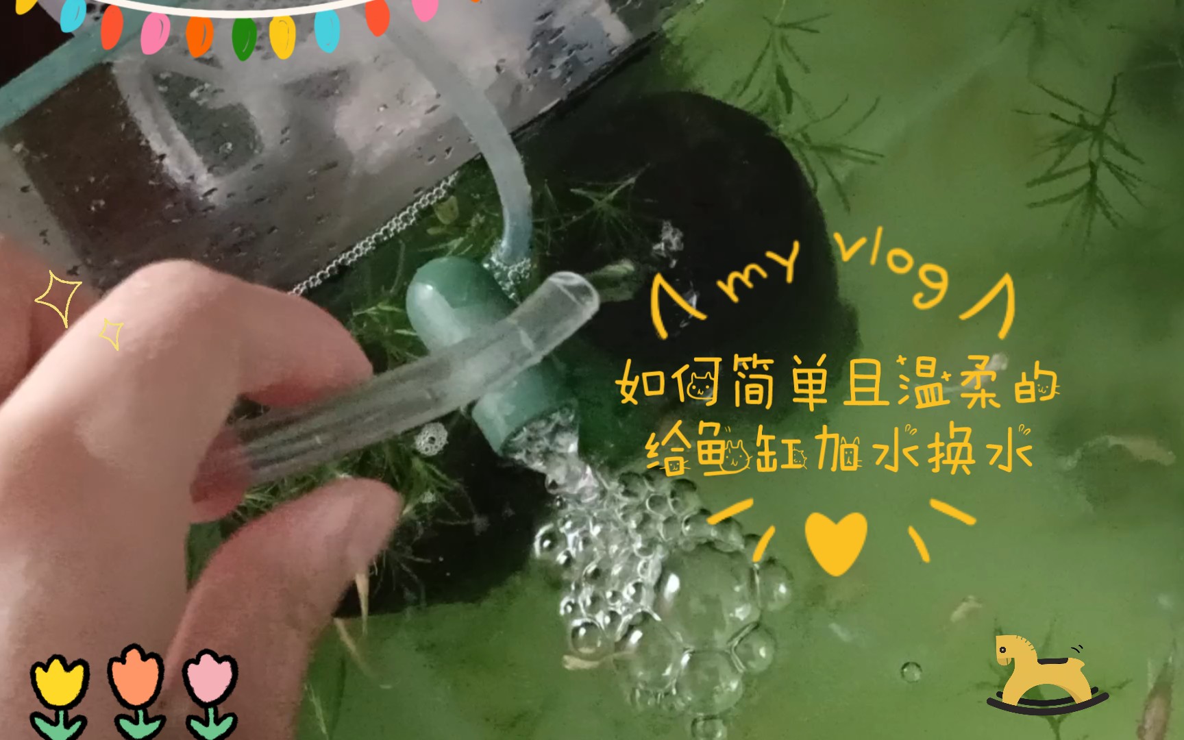 如何简单且温柔的给鱼缸加水换水哔哩哔哩bilibili