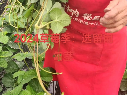 2024草莓季:留选匍匐茎 匍匐茎是草莓的主要繁殖器官,目前生产上主要采用匍匐茎育苗法:利用草莓抽生的匍匐茎形成子苗的繁殖方式.哔哩哔哩bilibili