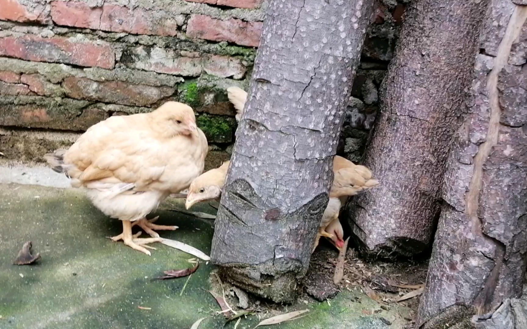 玩捉迷藏的四只小鸡