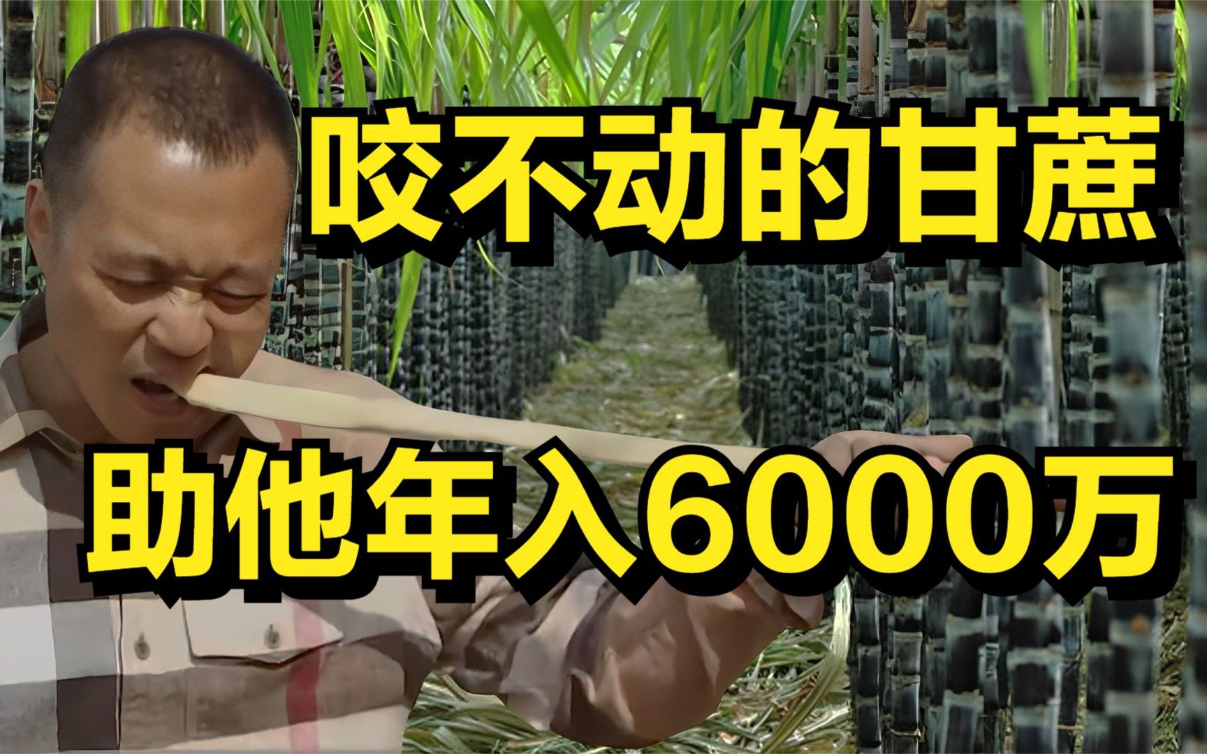 他靠难啃的金箍棒,一路过关斩将,年入6000万,带领500农户致富哔哩哔哩bilibili