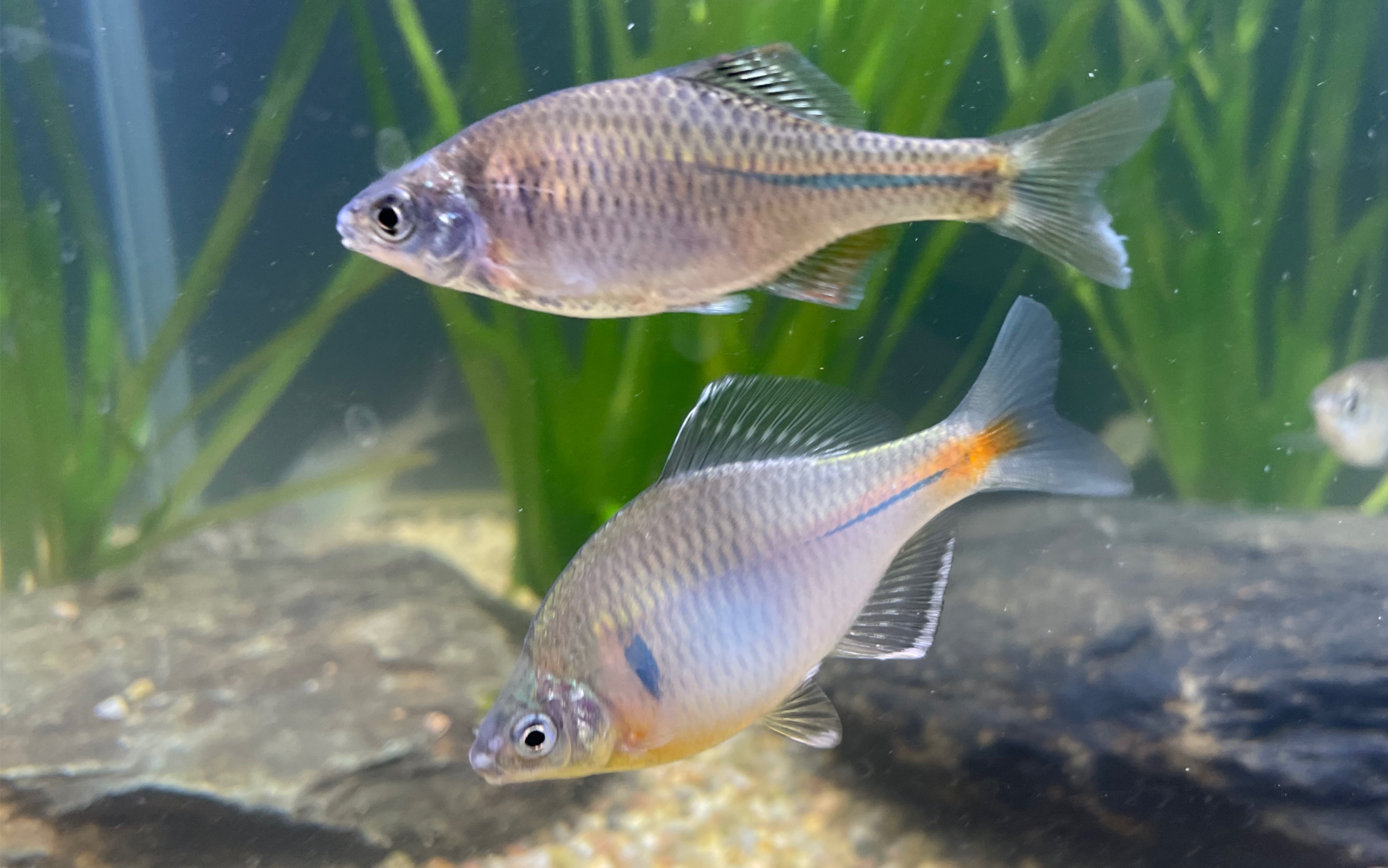 【自古鳑鲏无人看】白边鳑鲏_哔哩哔哩_bilibili