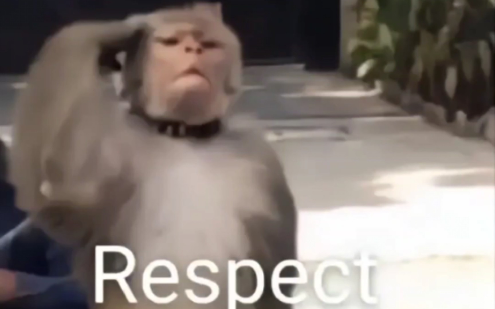 猴子敬礼收到表情包图片