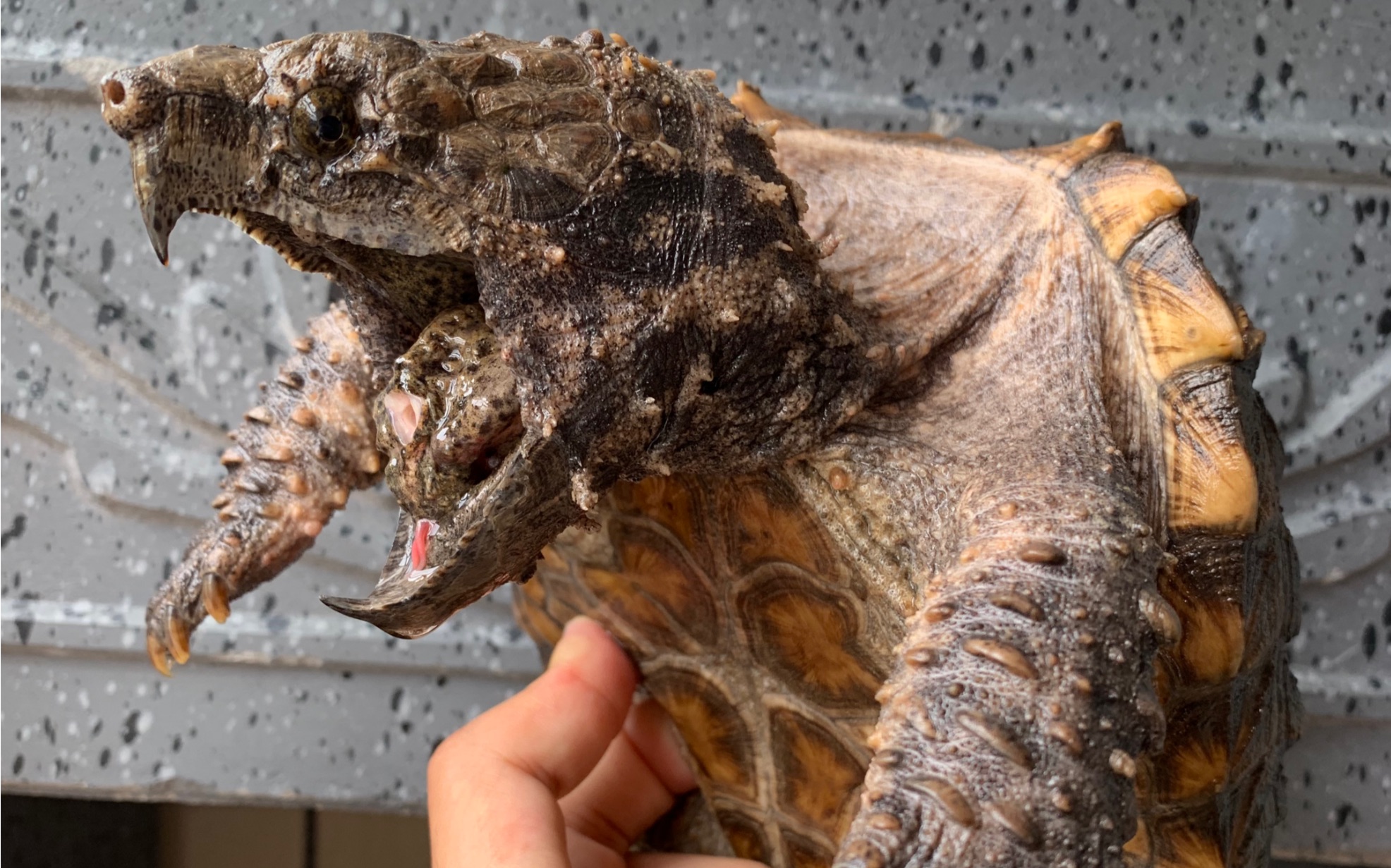 五比五极品大鳄龟纳入